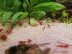 Crevettes rouges (Neocaridina)