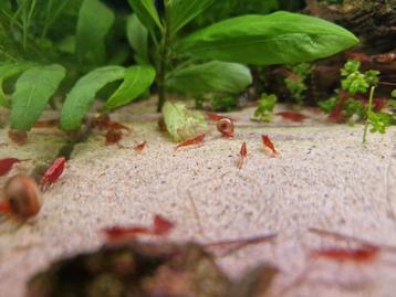 Crevettes rouges (Neocaridina) disponible aux enchères