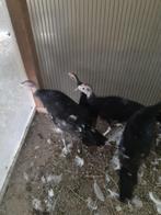 kalkoenen, Dieren en Toebehoren, Vogels | Overige Vogels