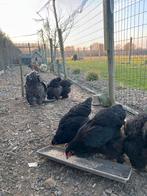 Brahma zwart broedeieren, Dieren en Toebehoren, Meerdere dieren, Kip