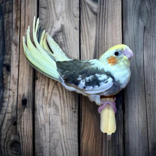 Jonge mannelijke valkparkiet EAM, Dieren en Toebehoren, Vogels | Parkieten en Papegaaien, Parkiet, Mannelijk, Tam