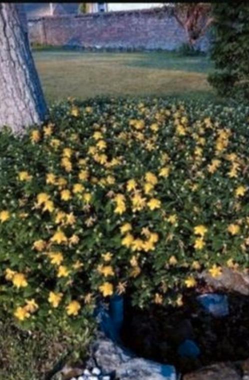 Millepertuis calicynum, Jardin & Terrasse, Plantes | Jardin, Couvre-sol, Enlèvement ou Envoi