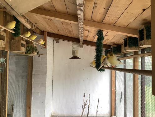 Kanarie, Dieren en Toebehoren, Vogels | Kanaries, Meerdere dieren