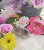 Mooie lieve dwerghamsters, Meerdere dieren, Hamster, Tam