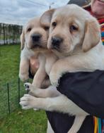 Blonde Labrador pups teefjes (ouders getest), Dieren en Toebehoren, Honden | Retrievers, Spaniëls en Waterhonden, België, Fokker | Hobbymatig