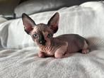 Sphhnx kittens, Dieren en Toebehoren, Katten en Kittens | Raskatten | Korthaar, Meerdere dieren, Gechipt, 0 tot 2 jaar