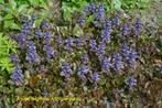 Ajuga reptans "Atropurpurea", Ophalen, Bodembedekkers, Volle zon, Vaste plant