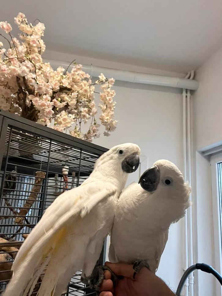 Magnifique couple de Cacatoès Alba Bébé mâle et femelle, Dieren en Toebehoren, Vogels | Parkieten en Papegaaien, Mannelijk