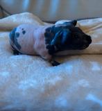 Gevlekt skinny cavia beertje, Dieren en Toebehoren, Cavia, Mannelijk, Tam, September