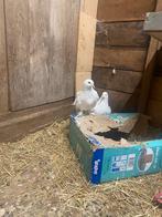 Koppel krulveer duiven, Meerdere dieren