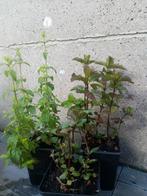 Mentha - Munt verschillende soorten, Kruiden, Vaste plant, Ophalen