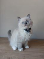 Ragdoll kitten, Kater, Gechipt, 0 tot 2 jaar