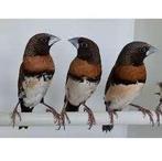 Tropen, bruinborst rietvinken, Dieren en Toebehoren, Vogels | Overige Vogels, Meerdere dieren, Tropenvogel