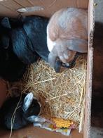 hangoortjes, Dieren en Toebehoren, Dwerg