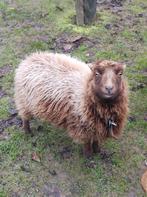 Quessant, Dieren en Toebehoren, Schapen, Geiten en Varkens