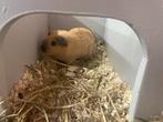 3 cavia’s te koop, Dieren en Toebehoren, Knaagdieren, Meerdere dieren, Cavia