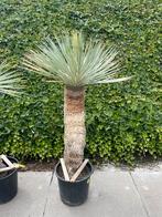 Yucca Rostrata (1), Tuin en Terras, Volle zon, Vaste plant, Lente, Ophalen