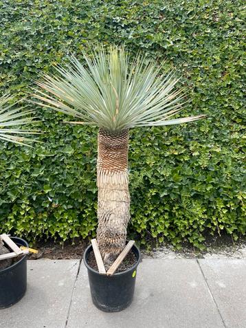 Yucca Rostrata (1) beschikbaar voor biedingen