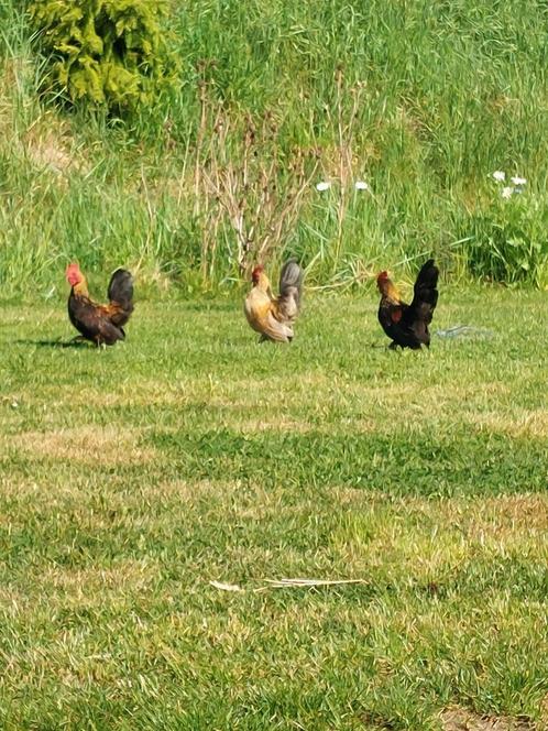 Jonge hanen en duiven., Dieren en Toebehoren, Pluimvee