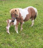 Mooie bonte merrie met merrieveulen te koop, Dieren en Toebehoren, Merrie, A pony (tot 1.17m), Gechipt, 11 jaar of ouder