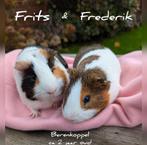 Super leuk koppel beren - Frits & Frederik - adoptie, Dieren en Toebehoren, Mannelijk, Cavia, Tam