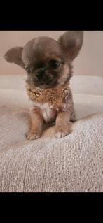 Chihuahua, Dieren en Toebehoren, Honden | Chihuahua's en Gezelschapshonden, België, Fokker | Hobbymatig, Reu, 8 tot 15 weken