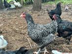 Mechels hoen koekoek, Dieren en Toebehoren, Pluimvee