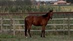 D pony, Dieren en Toebehoren, Gechipt, Hengst, 3 tot 6 jaar, Onbeleerd