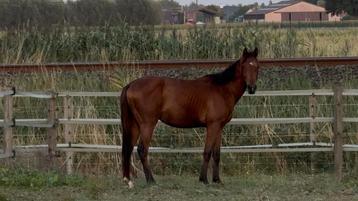 D pony  beschikbaar voor biedingen