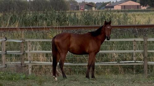 D pony, Dieren en Toebehoren, Pony's, Hengst, Onbeleerd, D pony (1.37m tot 1.48m), 3 tot 6 jaar, Met stamboom, Gechipt, Ontwormd