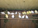 Waterslagers 2025, Dieren en Toebehoren, Vogels | Kanaries, Meerdere dieren, Zangkanarie