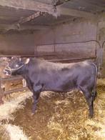 Dekstieren, Dieren en Toebehoren