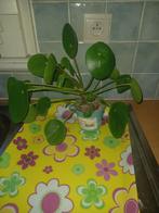 pannenkoekenplant of pilea, Huis en Inrichting, Kamerplanten, Ophalen of Verzenden, In pot, Halfschaduw, Minder dan 100 cm