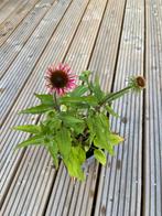Echinacea prairie splendor, Tuin en Terras, Planten | Tuinplanten, Ophalen, Vaste plant