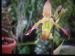 Orchidee plant, Phragmipedium Sorcerer’s Apprentice, Huis en Inrichting, Ophalen, Overige soorten, Halfschaduw, In pot
