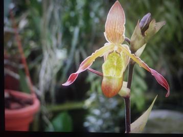 Orchidee plant, Phragmipedium Sorcerer’s Apprentice beschikbaar voor biedingen