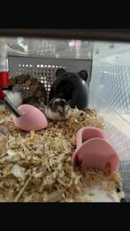 Prachtıg hamster ( meisje) met kooı, Dieren en Toebehoren, Knaagdieren