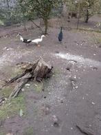 Loopeenden, Meerdere dieren