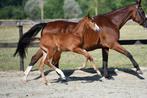 prachtig hengstenveulen, Dieren en Toebehoren, Springpaard, Gechipt, Niet van toepassing, 0 tot 2 jaar