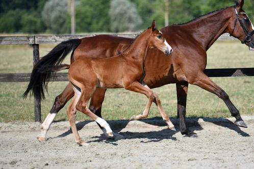 prachtig hengstenveulen, Dieren en Toebehoren, Paarden, Hengst, Niet van toepassing, 0 tot 2 jaar, Springpaard, Met stamboom, Gechipt