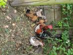 Kuikens, hen, haan krielkippen, Meerdere dieren, Kip