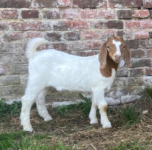 Agneau de chèvre fermier Boerbok, Animaux & Accessoires, Moutons, Chèvres & Cochons, Chèvre, Mâle, 0 à 2 ans