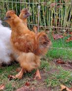 jong zijdehoen haantje, Dieren en Toebehoren, Pluimvee, Mannelijk, Kip