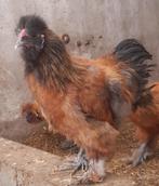 Zijdehoender HANEN, Dieren en Toebehoren, Mannelijk, Kip