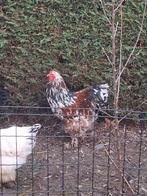 brahma porselein haan, Dieren en Toebehoren