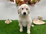 Golden Retriever pups, Dieren en Toebehoren, Golden retriever, België, 8 tot 15 weken, CDV (hondenziekte)