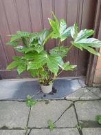 Fatsia japonica, Tuin en Terras, Ophalen, Vaste plant, Overige soorten, Halfschaduw
