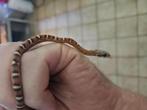 Pantherophis guttatus "Okeetee Scaleless, Dieren en Toebehoren