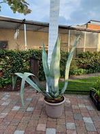 Agave americana, Ophalen, Winter