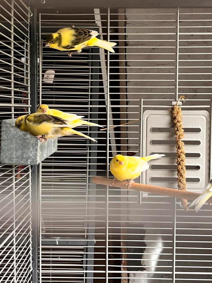 5 mooie mannelijke kanaries, Dieren en Toebehoren, Vogels | Kanaries, Zangkanarie, Mannelijk